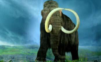 mammut clona