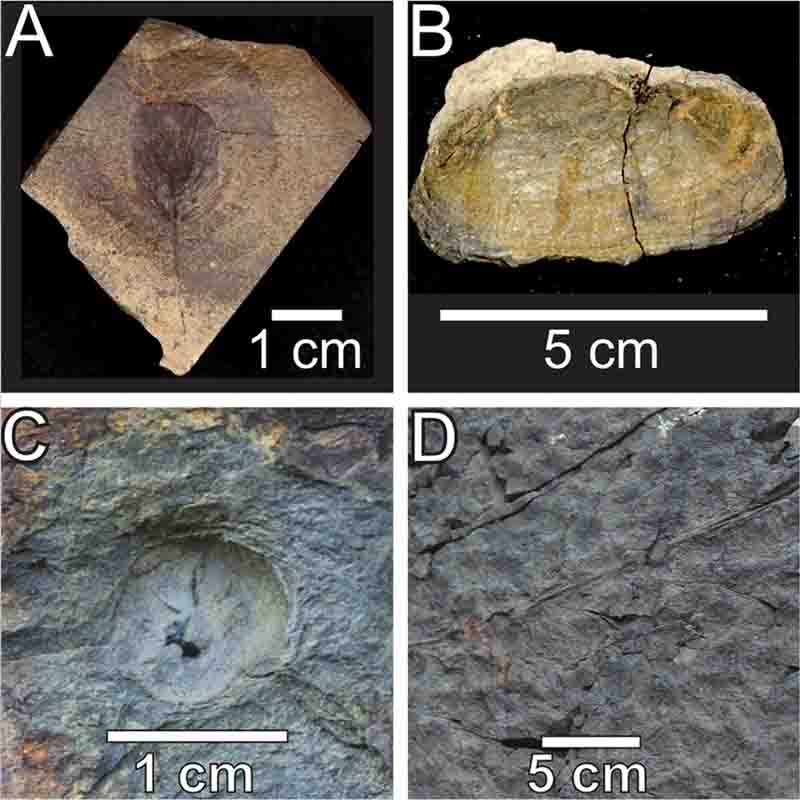 Impronte di dinosauro (2)