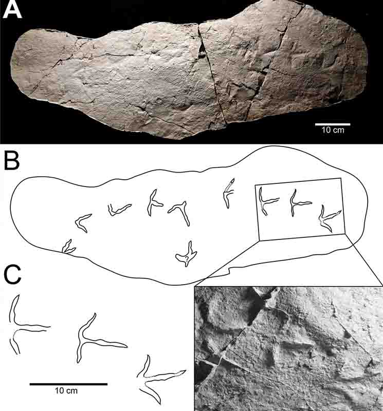 Impronte di dinosauro (2)