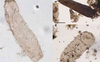 microfossile di Navifusa majensis