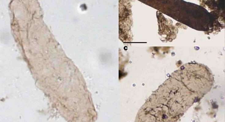 microfossile di Navifusa majensis