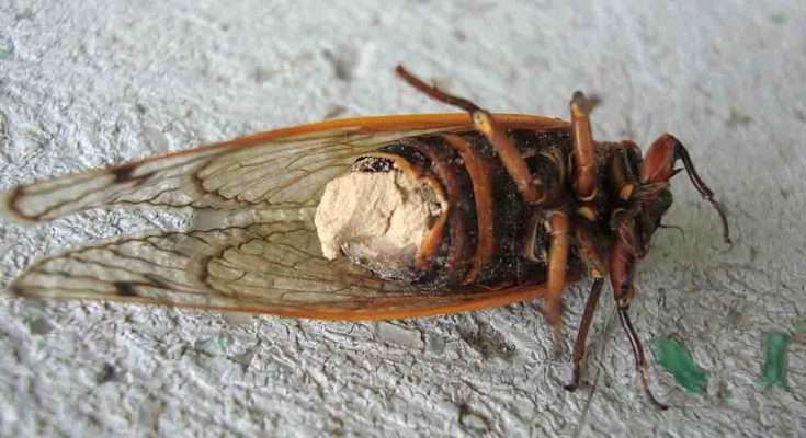 Cicala con fungo Massospora