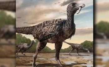 Megaraptor raptor gigante