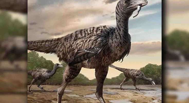 Megaraptor raptor gigante