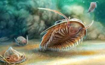 Ricostruzione artistica di due specie di trilobiti un istante prima della sepoltura in un flusso di cenere vulcanica 510 milioni di anni fa