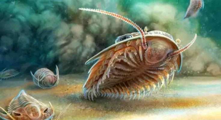 Ricostruzione artistica di due specie di trilobiti un istante prima della sepoltura in un flusso di cenere vulcanica 510 milioni di anni fa