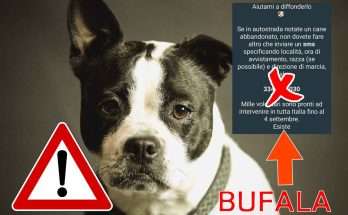 Se in autostrada notate un cane abbandonato sms 3341051030