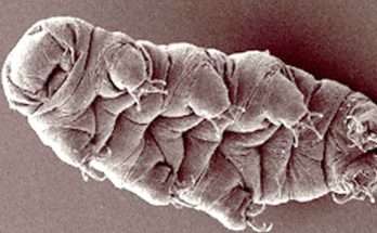 tardigrade